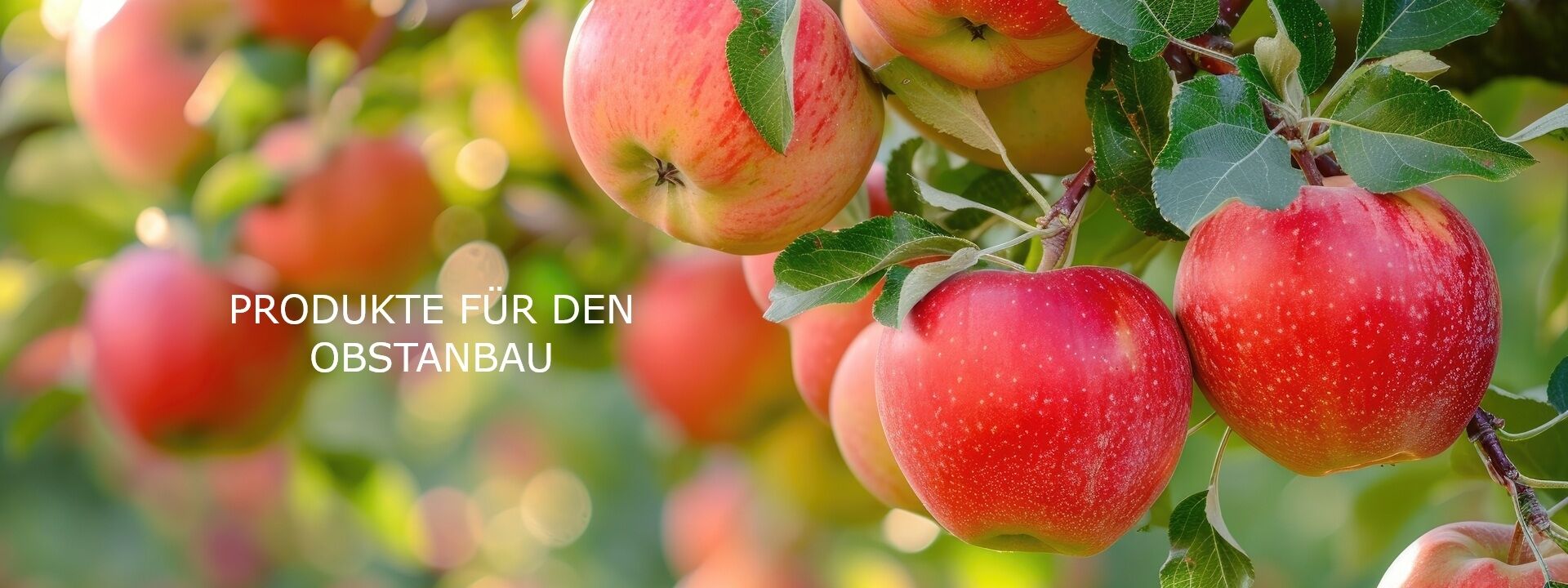 Obstbau 2 AdobeStock_723522237